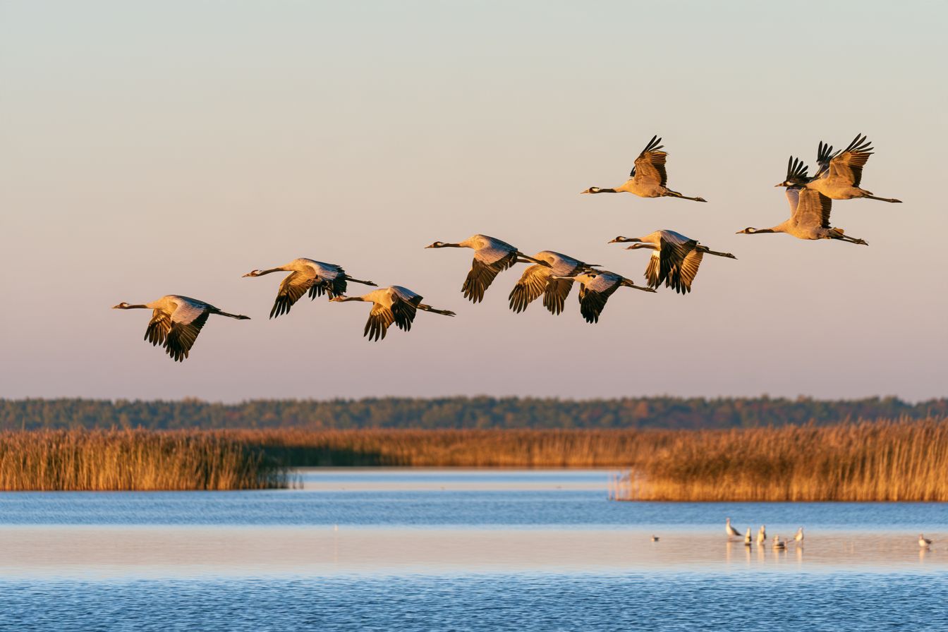 Kraniche fliegen über den Bodden im Abendlicht